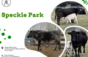 Speckle Park Cattle For Sale