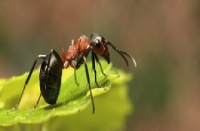 Ant Removal Melbourne