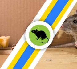 Looking for Best Rodent Control Service in Hobart?
